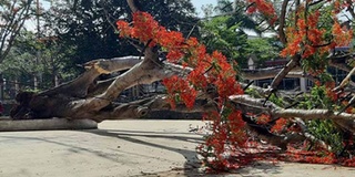 Chuyên gia cây xanh: Không nên trồng phượng vĩ trong trường học