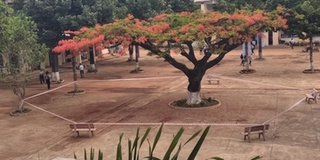 Trường học tiến hành niêm phong cây phượng giữa sân để đảm bảo an toàn