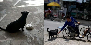 Cảm động hình ảnh chú chó Phú Quốc xếp hàng nhận gạo thay chủ