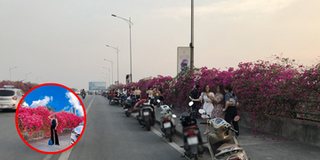 Bất chấp nguy hiểm, nhiều người mải mê "sống ảo" với đường hoa giấy