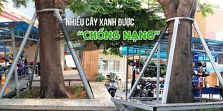 Thay vì đốn hạ, nhiều trường cố gắng giữ hàng phượng vĩ