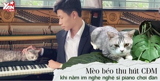 Mèo béo "triệu view" Haburu thích được massage bằng piano