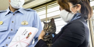 Cô mèo ở Nhật được vinh danh vì hành động cứu người