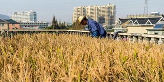 Chuyện lạ: Nông dân trồng cả ruộng lúa nước trên tầng thượng