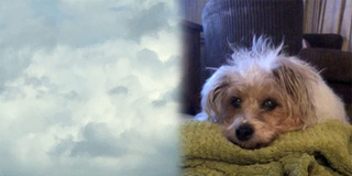 Cô gái bật khóc khi thấy hình chú cún đã mất xuất hiện trên bầu trời
