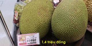 Việt Nam bán 4 ngàn/kg, mít sang tới Nhật có giá 1,4 triệu đồng/quả