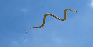 Kỳ lạ rắn Chrysopelea: Uốn lượn trong không trung để giữ thăng bằng
