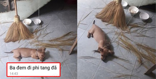Hài hước ông chồng phi tang vật chứng chó cắn nát vì sợ vợ phát hiện