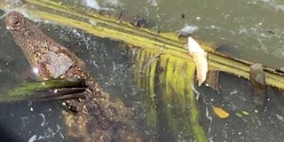 Chú cá sấu nặng 4kg tung tăng bơi tại kênh Tẻ đã bị “bế về trại”