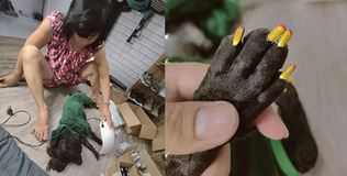 Thanh niên phát hờn vì mẹ chiều cún cưng hơn mình, còn được làm nail