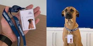 Chú chó thất nghiệp bất ngờ trở thành nhân viên của hãng xe ô tô