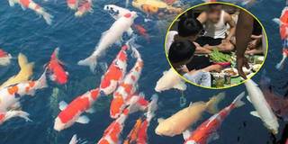 Đôi bạn trẻ bắt trộm đàn cá Koi trị giá 100 triệu VND về làm mồi nhậu