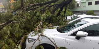 Thiệt hại do bão số 5 gây ra: Nhà tốc mái, cây bị quật ngã đầy đường