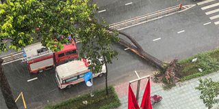 Cây bật gốc đổ ngang đường Nguyễn Tri Phương, 1 người đi cấp cứu