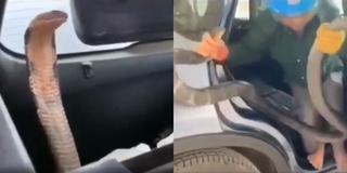 Cận cảnh pha bắt rắn bằng tay không của bác trai trên xe taxi
