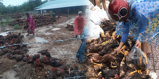 Quảng Trị: Chủ trại gà mất trắng 10.000 con do mưa lũ