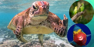 Ảnh rùa cáu kỉnh đạt giải Cuộc thi ảnh Động vật hoang dã hài hước 2020