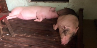 Dân mạng xót xa trước hình ảnh những chú lợn nằm trên giường tránh bão