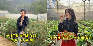 Vườn dâu tây đẹp nức tiếng ở Đà Lạt: Kem dâu cúc họa mi, vườn chú Hùng