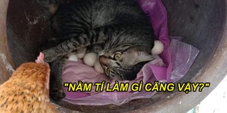 Chú mèo "nhầm lẫn" mình là gà mái, ngang nhiên nằm vào ổ ấp trứng