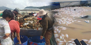 Mưa lũ lịch sử khiến miền Trung thiệt hại hàng ngàn tấn tôm cá