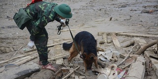 3 chú chó nghiệp vụ xuất sắc tham gia tìm người mất tích ở Trà Leng