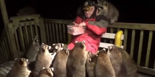 Suốt 20 năm trời, cảnh sát nghỉ hưu đã nuôi ăn hàng chục con gấu mèo