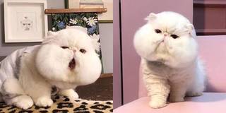 Tan chảy chú mèo đáng yêu siêu cấp, hai má phúng phính như bánh mochi