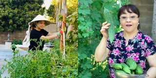 Vườn cây nhà sao Việt tại Mỹ: Hoa trái xum xuê, nhìn thôi đã thích mê