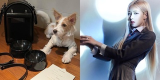Chú chó của Rosé được tặng đồ hiệu YSL khiến fan cũng phải ghen tị