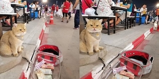 Chú mèo bị tưởng là ăn xin chỉ vì ngồi vỉa hè chờ chủ mua đồ