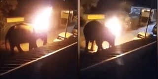 Bị ném lốp xe đang cháy lên người, chú voi 40 tuổi ra đi tức tưởi