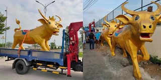 “Trâu vàng” Tân Sửu ở Vĩnh Long gây sốt MXH vì biểu cảm tấu hài