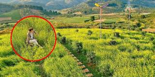 Lạc trôi giữa cánh đồng hoa cải vàng ở Đà Lạt, tựa cảnh phim Hàn Quốc