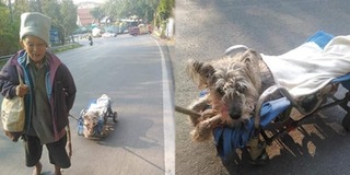 Thương chú chó không thể đi lại vì tai nạn, bà cụ kéo xe đưa em về nhà