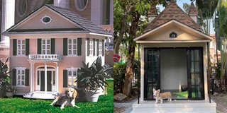 Dân chơi hệ rich kid: Chú chó ba tháng tuổi làm chủ "dinh cơ" riêng