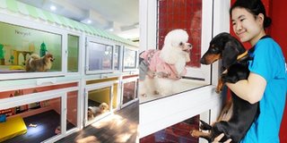 Chưa đến Tết, "khách sạn" thú cưng đã cháy phòng dù giá 500k/ngày