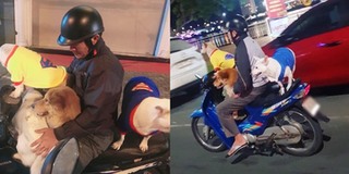 Biểu cảm đáng yêu của những boss chó được chủ chở trên xe máy dạo phố