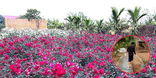 Vườn hồng triệu bông của chồng đã khuất tặng vợ nở rộ dịp 8/3