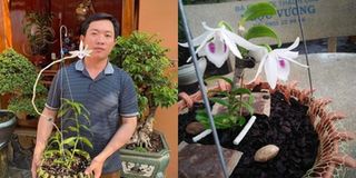 Cùng nghệ nhân Nguyễn Ngọc Vương tìm hiểu nét đẹp đặc biệt của loài hoa lan quý hiếm