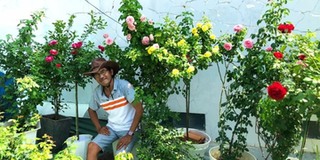 Người đàn ông trồng 100 chậu hoa hồng cho vợ ngắm