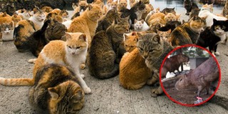 Hơn 1000 em mèo "giang hồ" được giao nhiệm vụ săn chuột cống khổng lồ