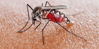Giải đáp thắc mắc: Muỗi đốt F0 có thể làm lây lan nCoV không?