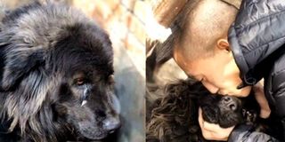 Khoảnh khắc chú chó gặp lại chủ sau 5 năm xa cách khiến CĐM xúc động