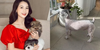 Sam bức xúc khi cún cưng bị khẳng định là "gia súc", phải chuyển nhà