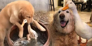 Chú chó tìm cách cứu vịt bị rơi xuống nước khiến dân tình phì cười