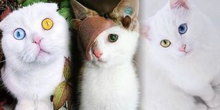 Những chú mèo kỳ lạ nổi tiếng vì sở hữu đôi mắt hai màu và 4 chiếc tai