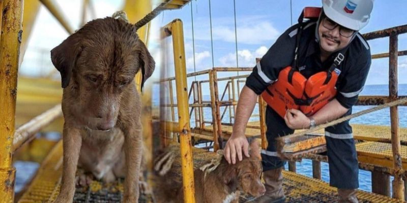 Chú chó bơi hàng trăm km để sống sót: Nể phục sức sống quá mãnh liệt!