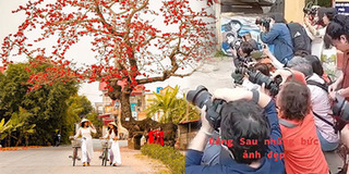 Đằng sau bức ảnh sống ảo tại cây gạo gù, thân dáng rồng ở Thái Bình