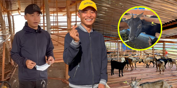 Cận cảnh trang trại dê của Quang Linh Vlogs, đã có dấu hiệu tích cực
